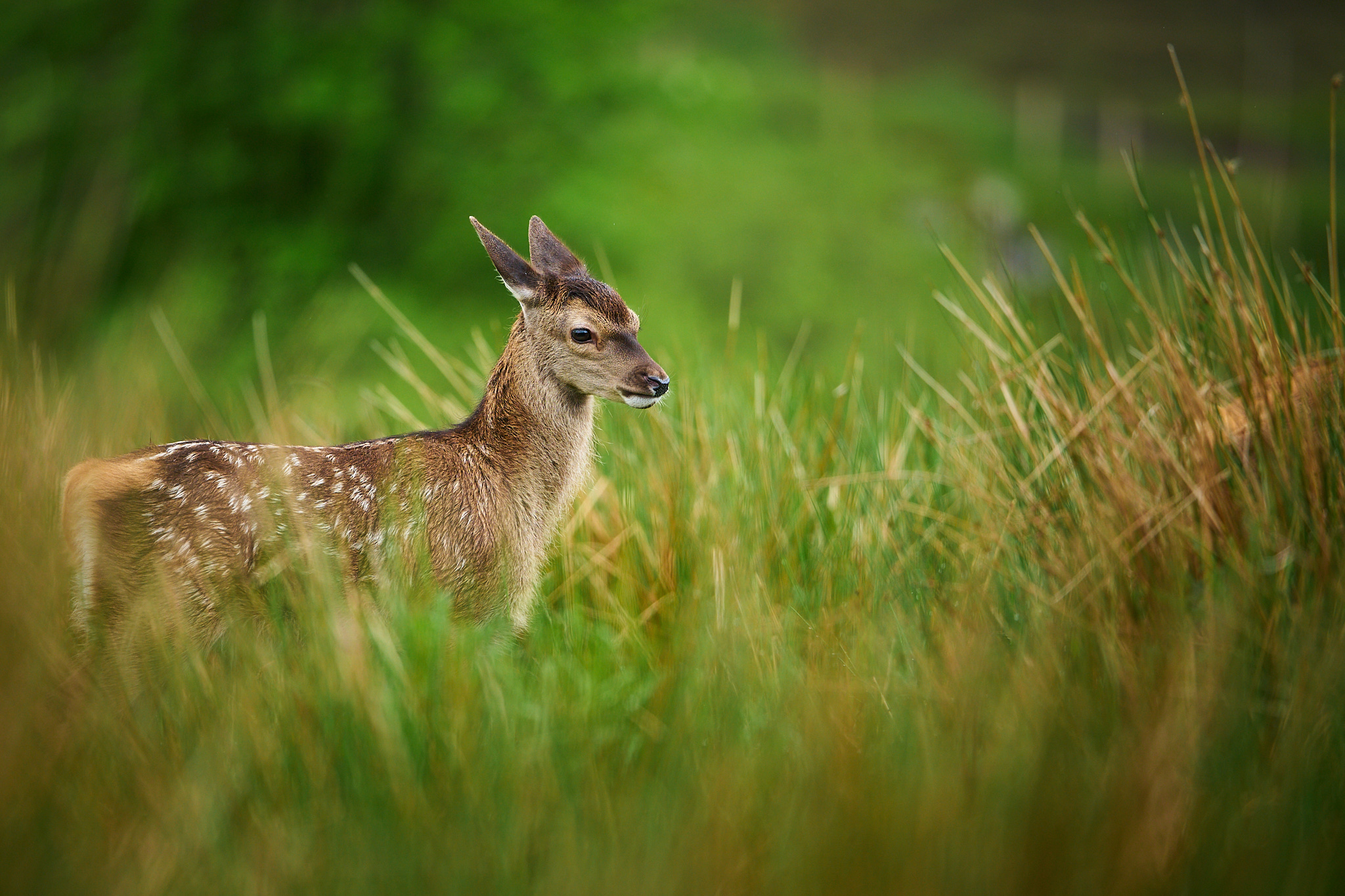Red Deer fawn